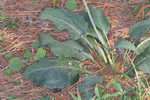 Kidneyleaf rosinweed